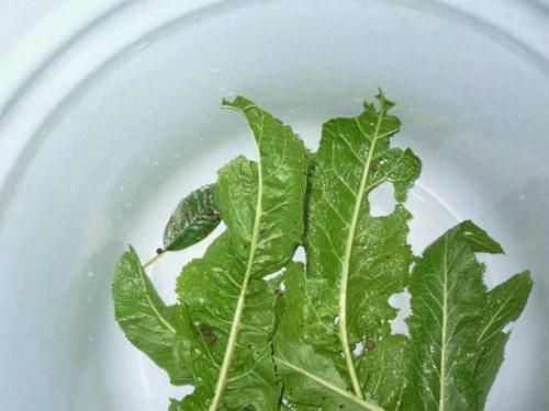 Квашеные зеленые помидоры в банках и в кастрюле. Квашеные зеленые помидоры в кастрюле 06