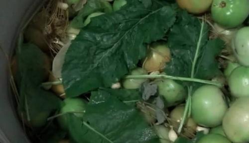 Квашеные зеленые помидоры в банках и в кастрюле. Квашеные зеленые помидоры в кастрюле 02