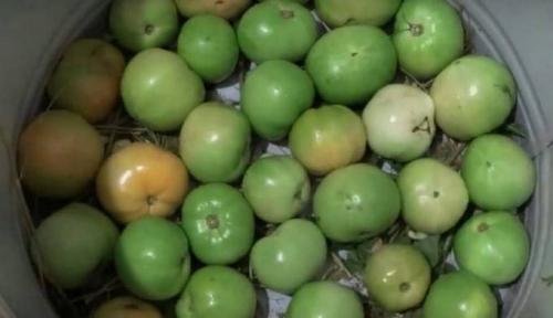 Квашеные зеленые помидоры в банках и в кастрюле. Квашеные зеленые помидоры в кастрюле 01