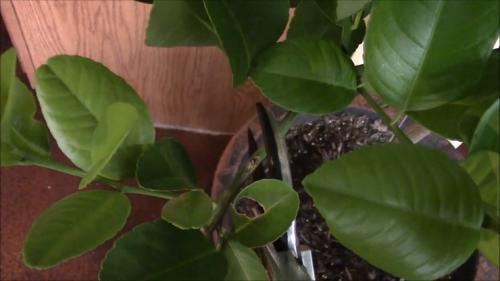 Уход за лимоном обрезка. Как обрезать домашний лимон, пошагово