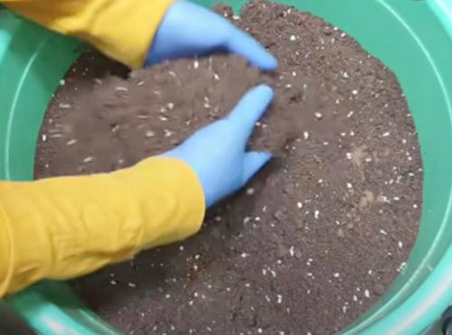 Лимон дерево уход. Особенности ухода за лимонным деревом в домашних условиях