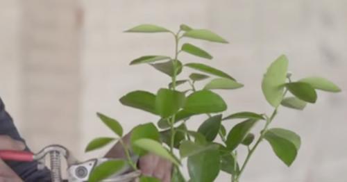 Лимон дерево уход. Особенности ухода за лимонным деревом в домашних условиях