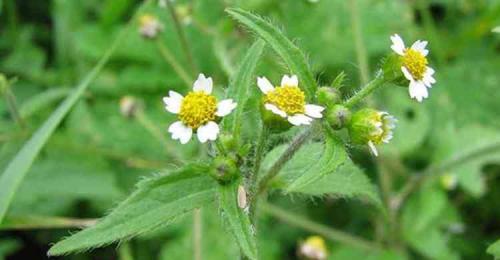 Галинзога четырехлучевая (американка). Использование лечебных свойств галинсога в медицине, польза или вред