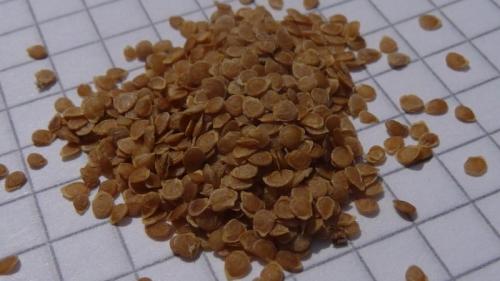 Как выращивать картофель Вината с помощью семян. Преимущества и недостатки выращивания картофеля из семян