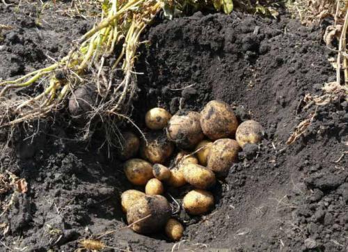 Как собрать урожай картофеля Вината. Правила ухода
