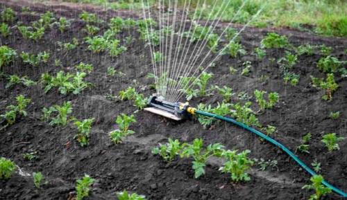 Сколько времени нужно, чтобы семена картофеля Вината проросли. Ключевые моменты культивации