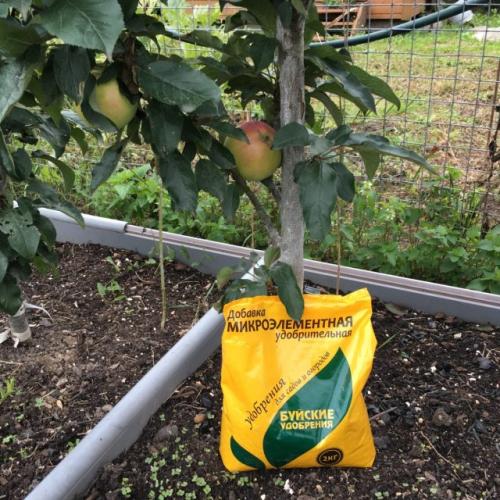 Какие типы удобрений лучше всего использовать для подкормки груш осенью. Подкормка яблонь и груш после зимовки