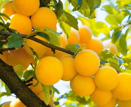 Варенье из сливы без косточек густое. Варенье из слив без косточек — 9 простых и вкусных рецептов сливового варенья на зиму