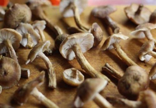 Варить или не варить: как правильно готовить опята для заморозки 09
