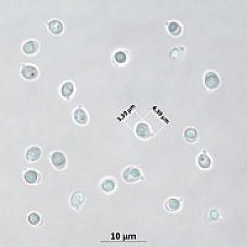 Что такое тополиная рядовка. Рядовка тополевая ( Tricholoma populinum )