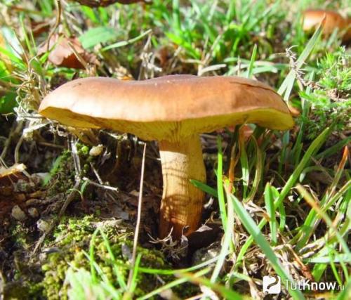 Узнайте, как приготовить вкусную тополиную рядовку по проверенным рецептам 08 Узнайте, как приготовить вкусную тополиную рядовку по проверенным рецептам 08