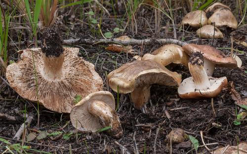 Что такое тополиная рядовка. Рядовка тополевая ( Tricholoma populinum )