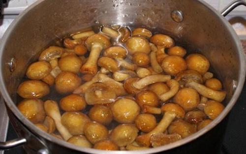 Как выбрать подходящие опята для отваривания. Процедура отваривания опят