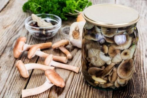 Как приготовить опяты на зиму без добавления соли. Как замариновать опята: 12 простых рецептов в домашних условиях