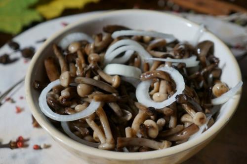 Как приготовить опяты на зиму без добавления соли. Как замариновать опята: 12 простых рецептов в домашних условиях