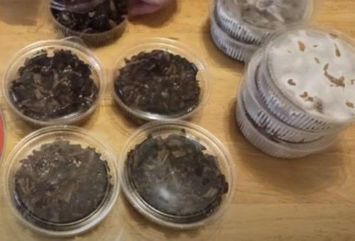 Какие ингредиенты нужны для приготовления опят для заморозки. Нужно ли отваривать свежие опята для заморозки