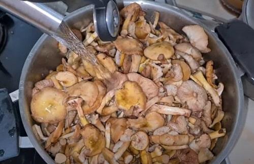 Какие ингредиенты нужны для приготовления опят для заморозки. Нужно ли отваривать свежие опята для заморозки