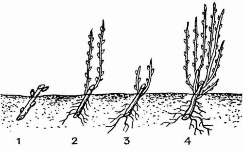 Осень - идеальное время для пересадки красной и черной смородины 01 Осень - идеальное время для пересадки красной и черной смородины 01