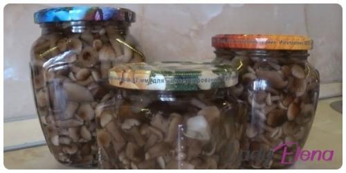 Сколько времени требуется для отваривания опят. Сколько минут варить опята для маринования