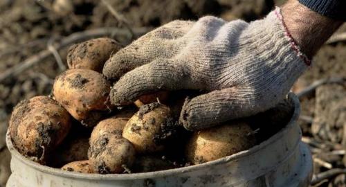 Названия сортов картошки для длительного хранения зимой. Какая картошка сможет пролежать всю зиму
