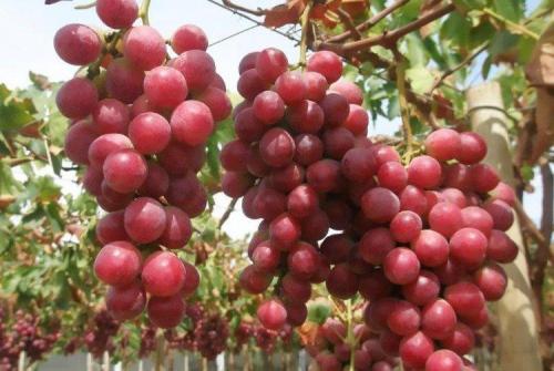 Среднепоздние и поздние сорта винограда. Лучшие сорта винограда: фото, названия и описания (каталог)