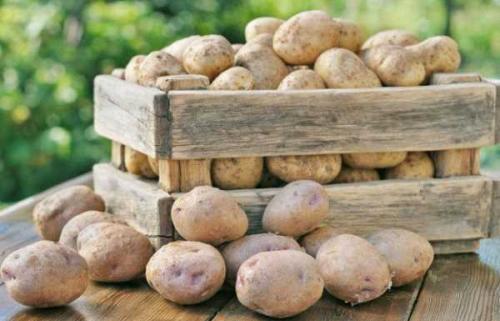 Названия сортов картошки для длительного хранения зимой. Какая картошка сможет пролежать всю зиму 03