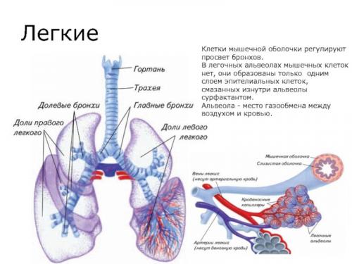Как можно избежать осложнений после коронавируса, связанных с работой легких. Изменения в легких при коронавирусе