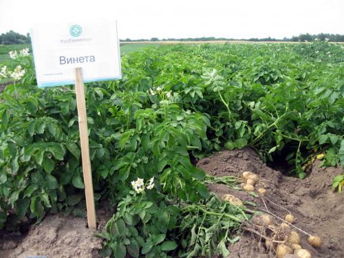 Венета: сорт картофеля с быстрым сроком созревания 02 Венета: сорт картофеля с быстрым сроком созревания 02