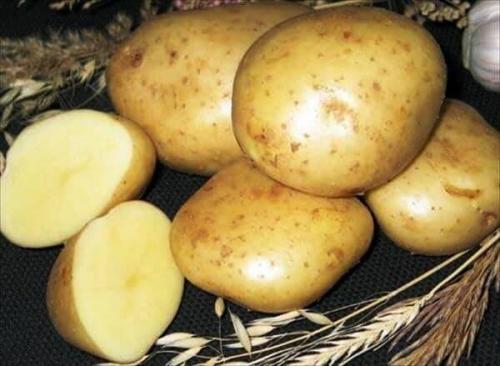 Элитные сорта картофеля. Список сортов картофеля