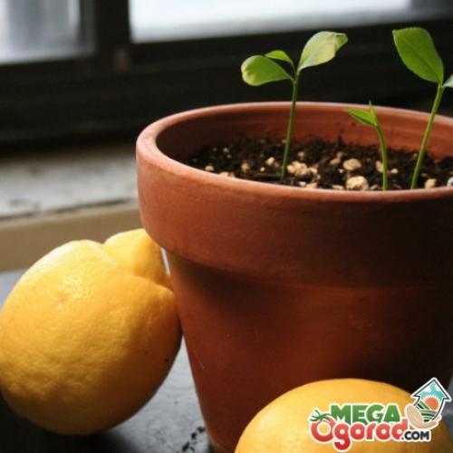 Как обеспечить оптимальную влажность воздуха для лимонного дерева. Благоприятные условия для посадки