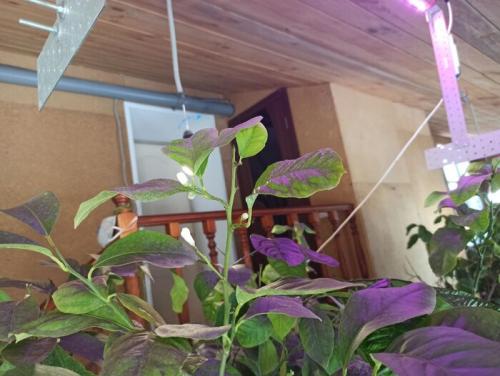 Как обеспечить достаточное освещение для лимонного дерева в помещении. Опыт подсветки комнатных лимонов светодиодами в нашем семейном питомнике «Павловский лимон»