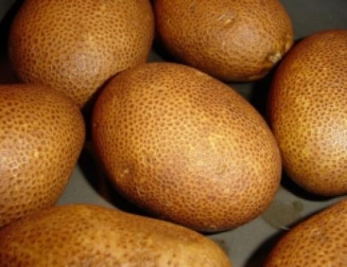 Откройте для себя новые возможности: лучшие сорта позднего картофеля 04 Откройте для себя новые возможности: лучшие сорта позднего картофеля 04