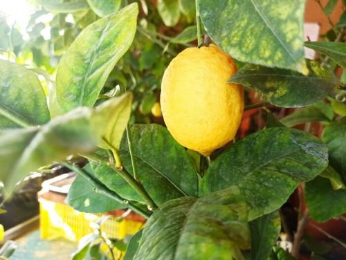 Как обеспечить достаточное освещение для лимонного дерева в помещении. Опыт подсветки комнатных лимонов светодиодами в нашем семейном питомнике «Павловский лимон»