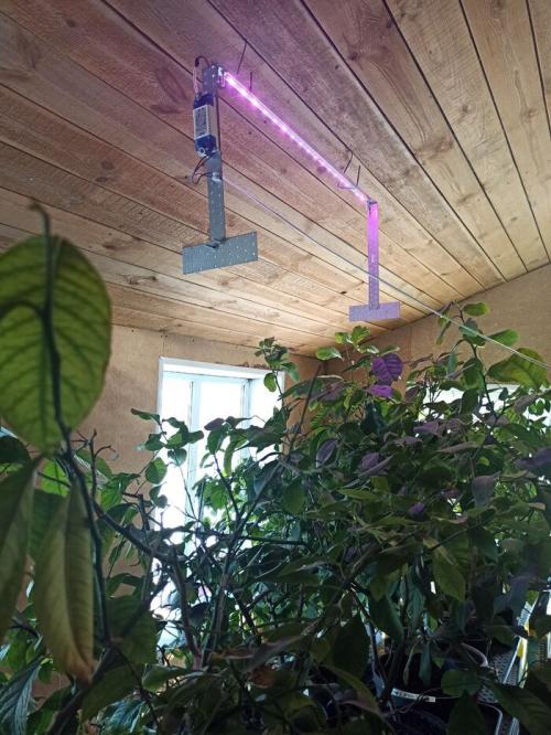 Как обеспечить достаточное освещение для лимонного дерева в помещении. Опыт подсветки комнатных лимонов светодиодами в нашем семейном питомнике «Павловский лимон»