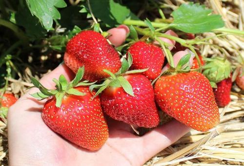 Лучшие поздние сорта клубники. Лучшие сорта клубники с разными сроками созревания: ранние, среднеспелые, поздние и ремонтантные