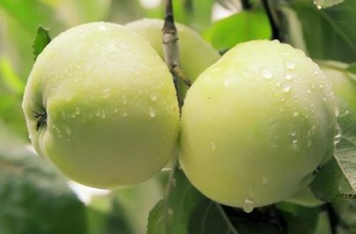 Лучшие поздние сорта яблонь для средней полосы россии. Обзор зимних сортов яблони