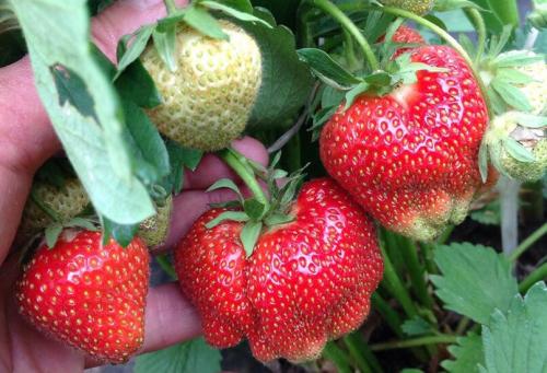 Лучшие поздние сорта клубники. Лучшие сорта клубники с разными сроками созревания: ранние, среднеспелые, поздние и ремонтантные