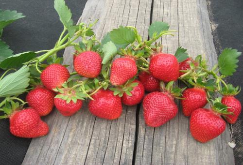 Лучшие поздние сорта клубники. Лучшие сорта клубники с разными сроками созревания: ранние, среднеспелые, поздние и ремонтантные