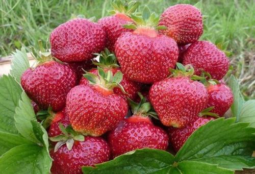 Лучшие поздние сорта клубники. Лучшие сорта клубники с разными сроками созревания: ранние, среднеспелые, поздние и ремонтантные