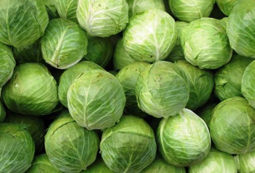 Лучшие сорта поздней белокочанной капусты. Сорта поздней капусты