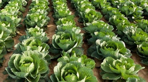 Лучшие сорта поздней белокочанной капусты. Сорта поздней капусты