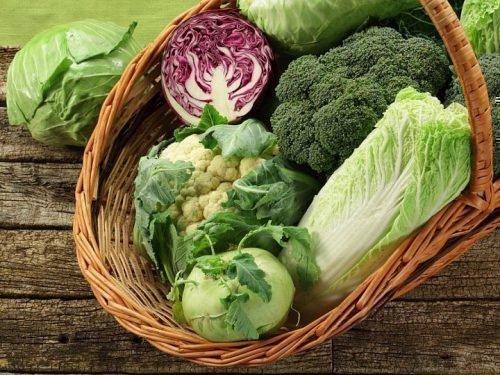 Хорошо хранящиеся сорта капусты. 11 лучших сортов капусты с длительным сроком хранения