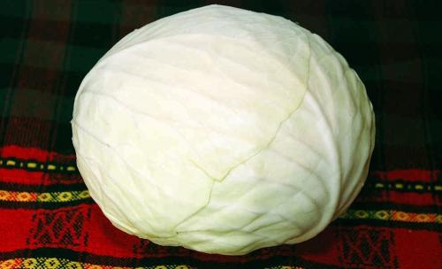 Лучшие сорта поздней белокочанной капусты. Сорта поздней капусты