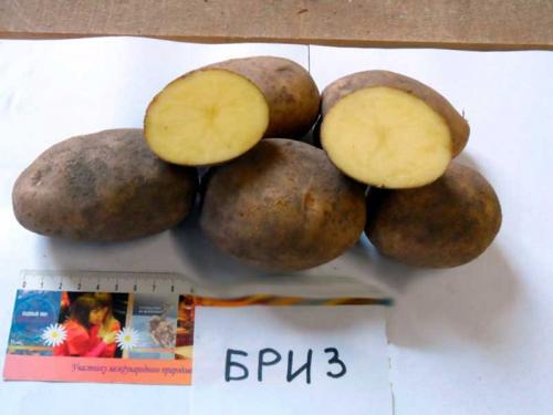 Сорта картофеля по алфавиту фото и описание