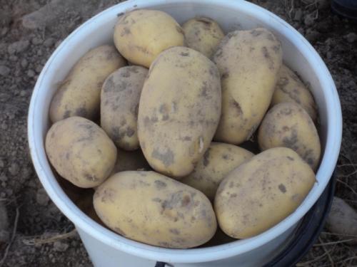 Какой сорт картошки рассыпчатый при варке. Название и описание картошки