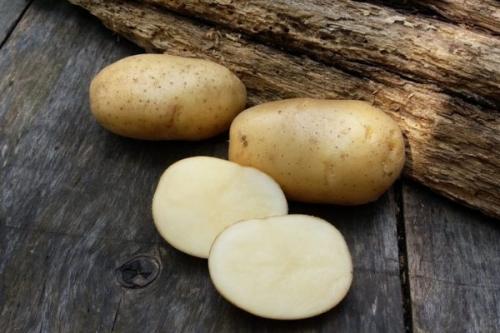 Какой сорт картошки лучше хранится зимой. Лучшие сорта картошки для длительного хранения: особенности и фото