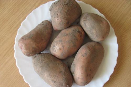 Какой сорт картошки лучше хранится зимой. Лучшие сорта картошки для длительного хранения: особенности и фото