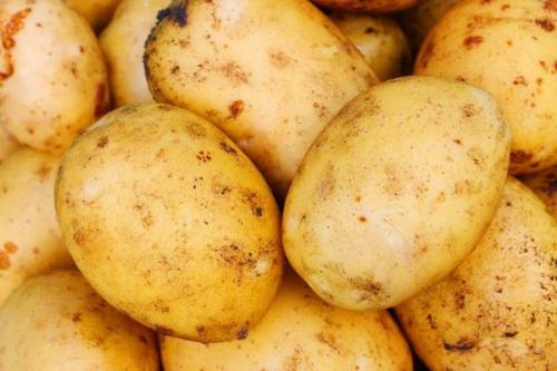 Какой сорт картошки лучше хранится зимой. Лучшие сорта картошки для длительного хранения: особенности и фото