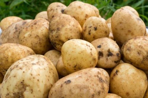 Какой сорт картошки лучше хранится зимой. Лучшие сорта картошки для длительного хранения: особенности и фото