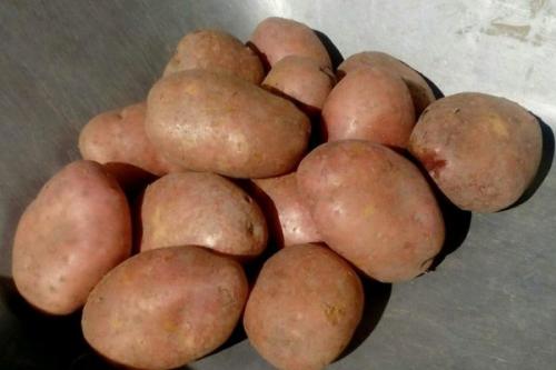 Какой сорт картошки лучше хранится зимой. Лучшие сорта картошки для длительного хранения: особенности и фото